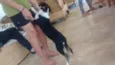 Pequena