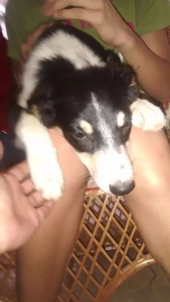 Cachorro ra a Vira lata idade 2 a 6 meses nome Pequena