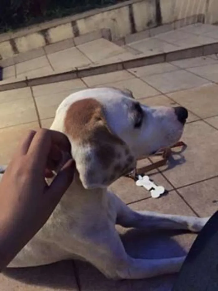 Cachorro ra a SRD idade 3 anos nome branca