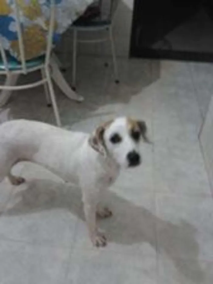 Cachorro ra a SRD idade 3 anos nome branca