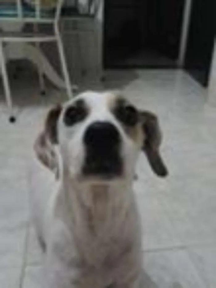 Cachorro ra a SRD idade 3 anos nome branca