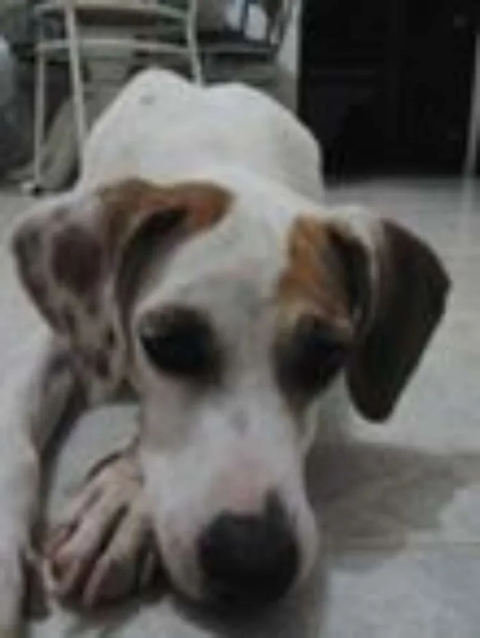 Cachorro ra a SRD idade 3 anos nome branca
