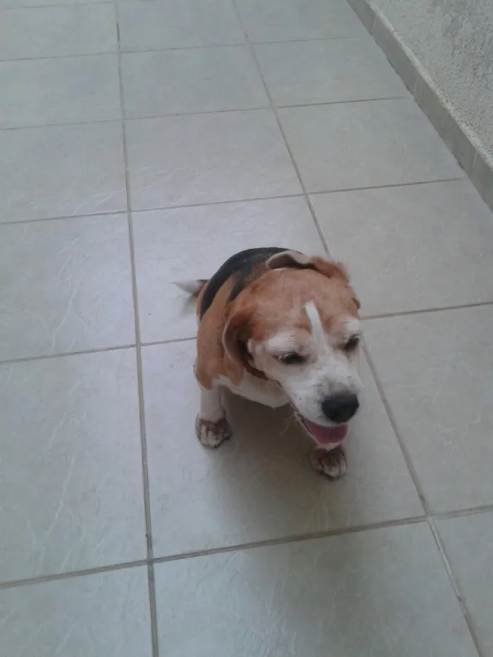 Cachorro ra a Beagle idade 6 ou mais anos nome Natasha