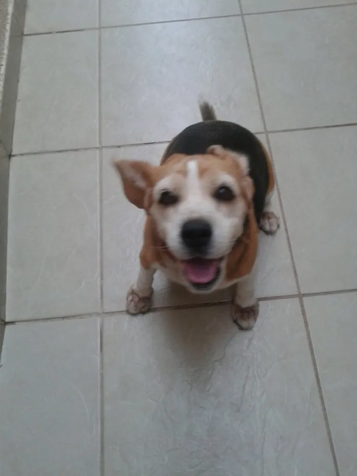 Cachorro ra a Beagle idade 6 ou mais anos nome Natasha