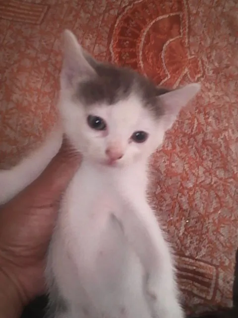 Gato ra a sem raça definida idade Abaixo de 2 meses nome sem nome
