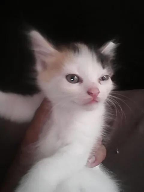 Gato ra a sem raça definida idade Abaixo de 2 meses nome sem nome