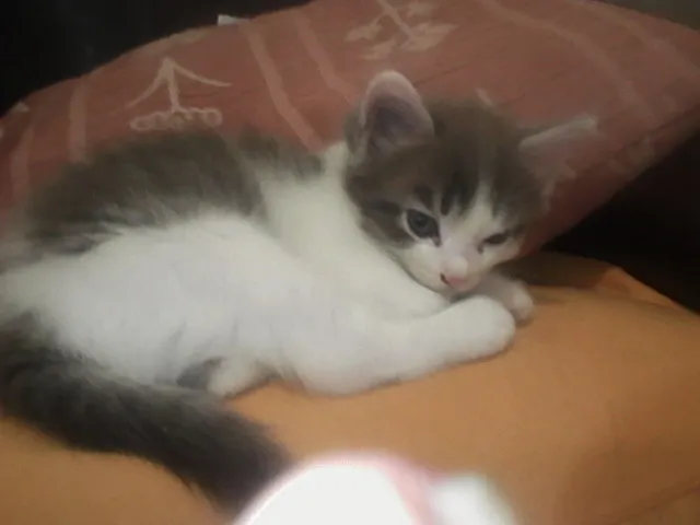 Gato ra a sem raça definida idade Abaixo de 2 meses nome sem nome