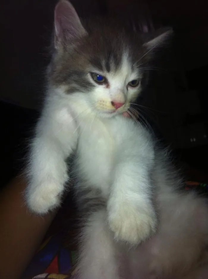 Gato ra a sem raça definida idade Abaixo de 2 meses nome sem nome