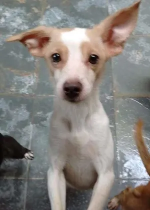 Cachorro raça srd idade 1 ano nome Florzinha