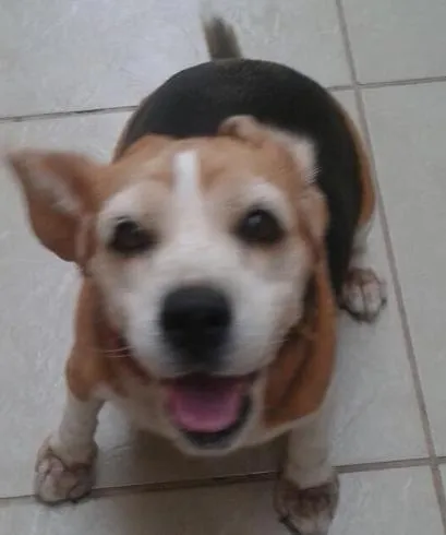 Cachorro ra a Beagle idade 6 ou mais anos nome Natasha