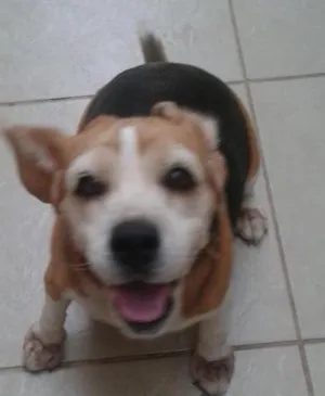 Cachorro raça Beagle idade 6 ou mais anos nome Natasha