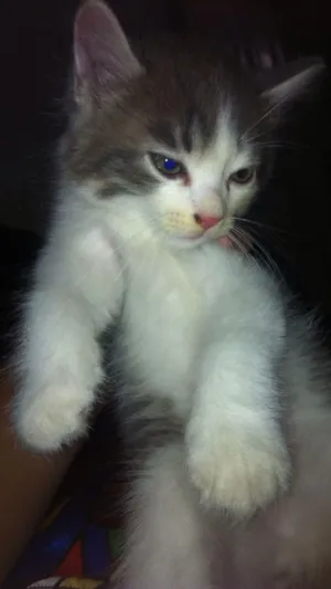 Gato raça sem raça definida idade Abaixo de 2 meses nome sem nome