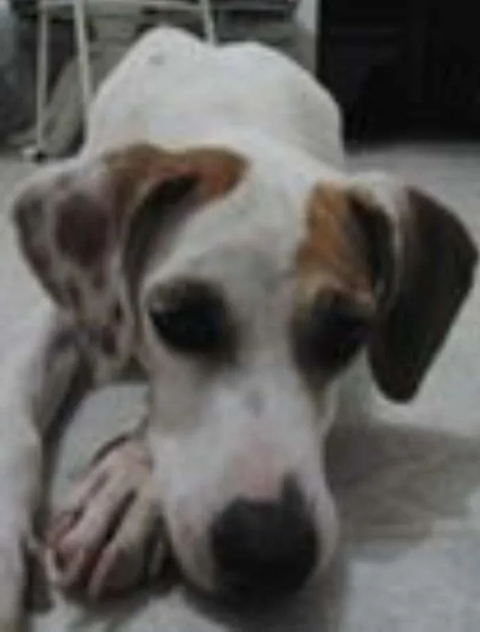 Cachorro ra a SRD idade 3 anos nome branca