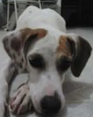 Cachorro raça SRD idade 3 anos nome branca