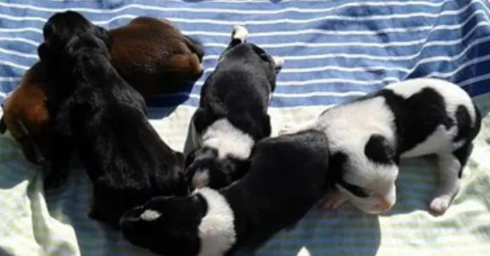 Cachorro ra a Sem Raça Definida idade Abaixo de 2 meses nome Filhotes