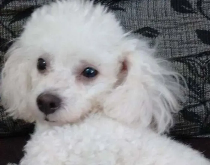 Cachorro ra a Poodle idade 5 anos nome Clarinha