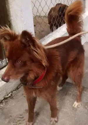 Cachorro raça SRD idade 2 anos nome CHOCOLATE