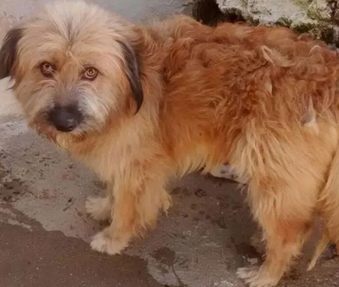 Cachorro ra a Poodle idade 3 anos nome NEM0