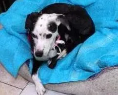 Cachorro raça SRD idade 1 ano nome Escolha um nome par