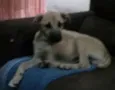 Tuti