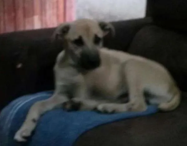Cachorro ra a SRD idade 2 a 6 meses nome Tuti