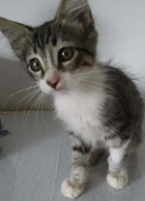 Gato raça SRD idade 2 a 6 meses nome tigre