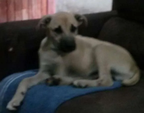 Cachorro ra a SRD idade 2 a 6 meses nome Tuti
