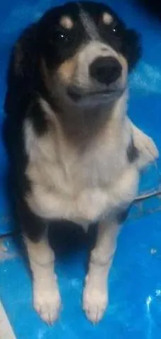 Cachorro raça Vira lata idade 2 a 6 meses nome Pequena