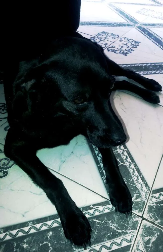 Cachorro ra a SRD idade 6 ou mais anos nome Pretona