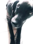 Pretona