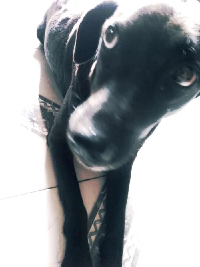 Cachorro ra a SRD idade 6 ou mais anos nome Pretona