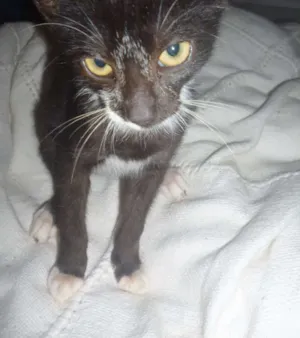 Gato raça vira lata idade 2 a 6 meses nome Bazooka