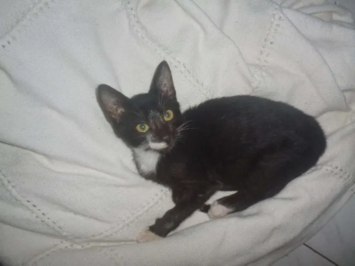Gato raça vira lata idade 2 a 6 meses nome Bazooka