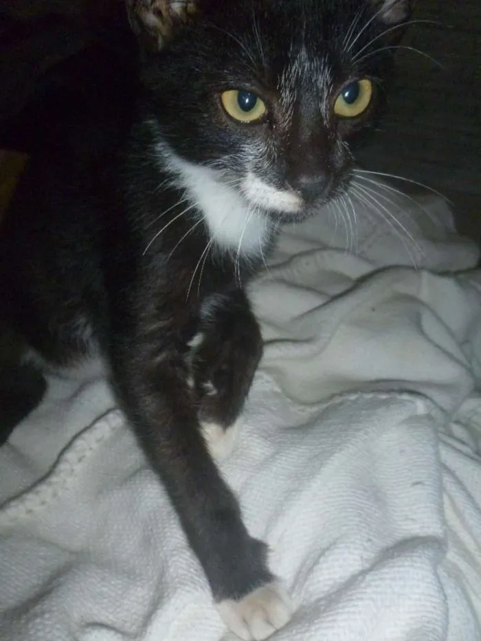 Gato raça vira lata idade 2 a 6 meses nome Bazooka