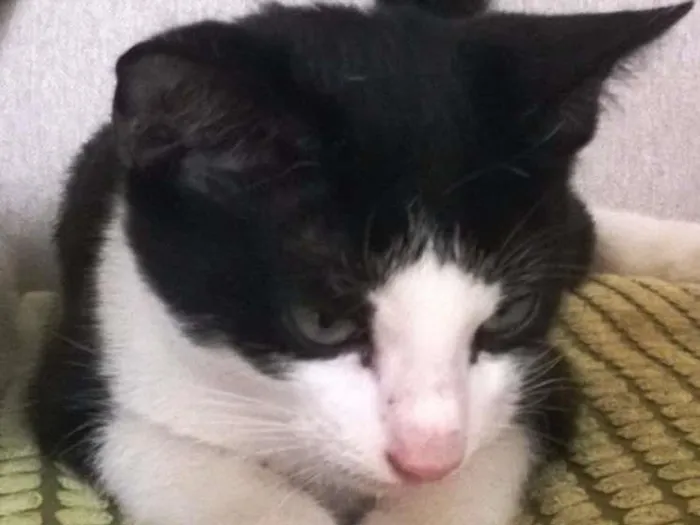 Gato raça SRD idade 2 a 6 meses nome GORDINHO