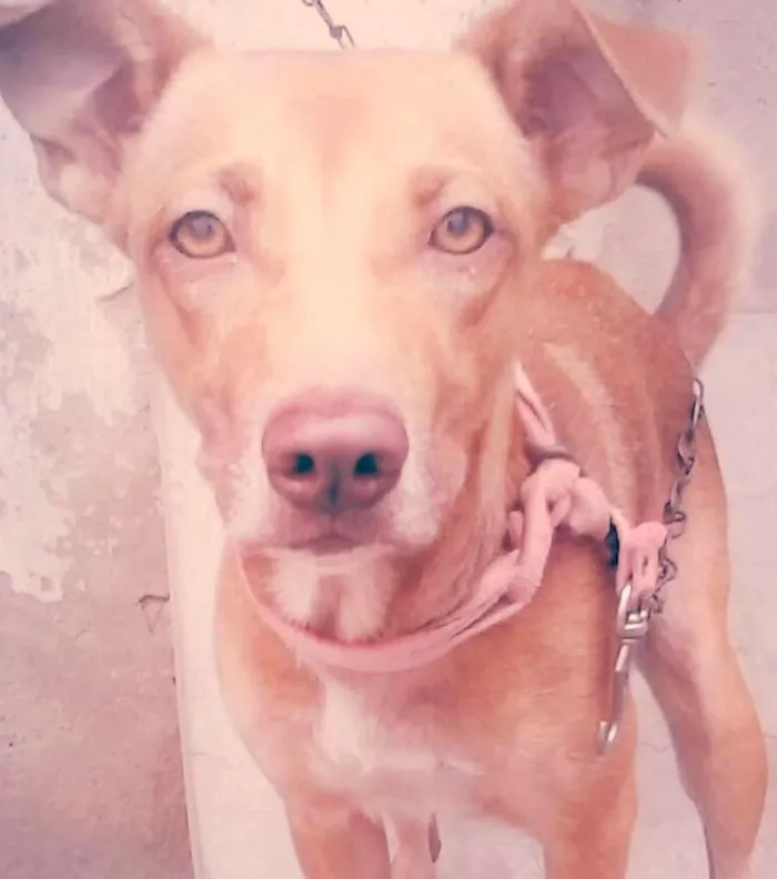 Cachorro ra a RDF idade 3 anos nome Dully