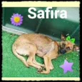 Safira