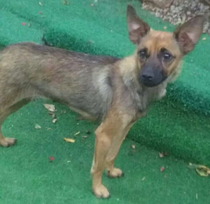 Cachorro ra a SRD idade 2 anos nome Safira