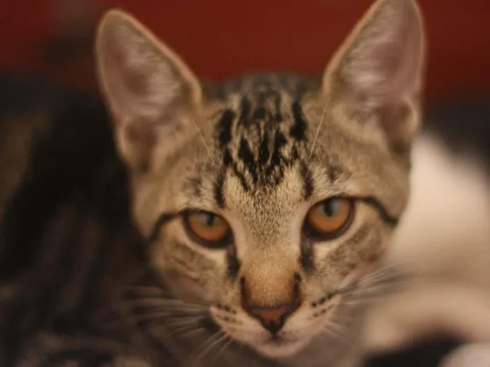Gato ra a SRD idade 2 a 6 meses nome Atlas