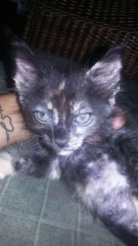 Gato ra a SRD idade 2 a 6 meses nome Magali e Perola
