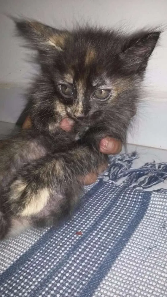 Gato ra a SRD idade 2 a 6 meses nome Magali e Perola
