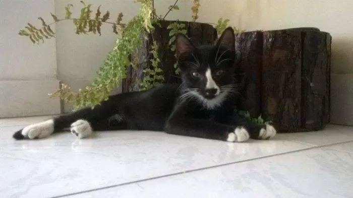 Gato raça SRD idade 2 a 6 meses nome Sem nome