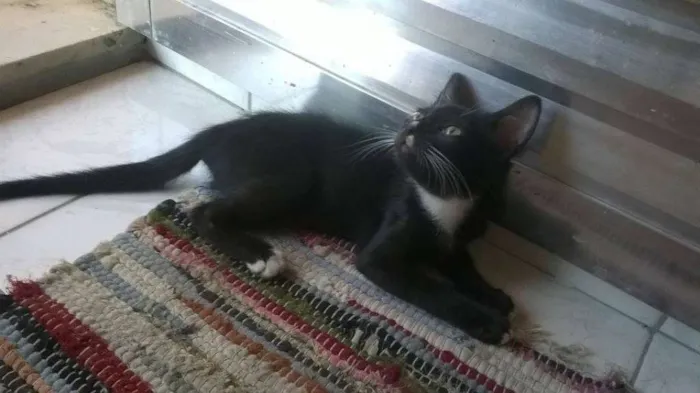 Gato raça SRD idade 2 a 6 meses nome Sem nome