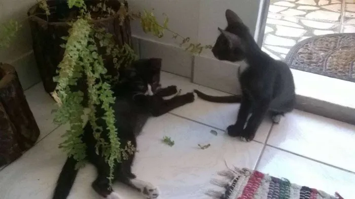 Gato raça SRD idade 2 a 6 meses nome Sem nome