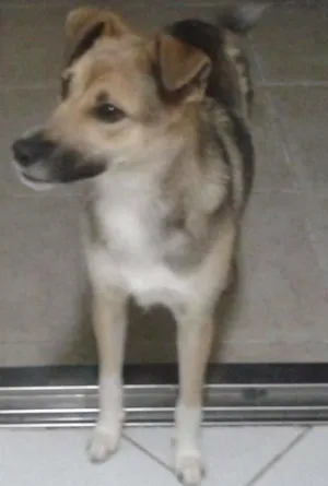 Cachorro raça mestiça idade 1 ano nome hannah