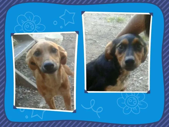 Cachorro ra a Vira lata idade 2 a 6 meses nome Tuti e mel