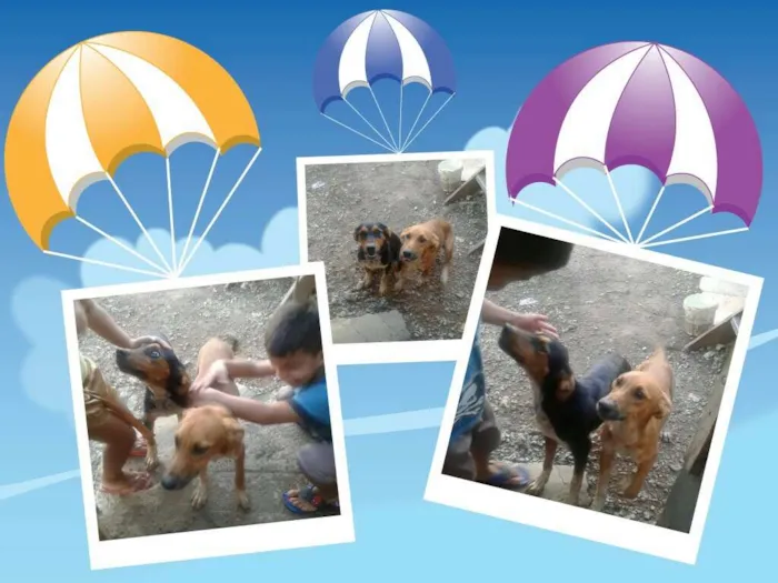 Cachorro ra a Vira lata idade 2 a 6 meses nome Tuti e mel