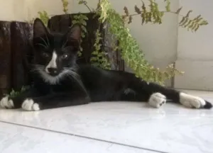 Gato raça SRD idade 2 a 6 meses nome Sem nome