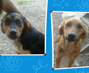 Cachorro raça Vira lata idade 2 a 6 meses nome Tuti e mel