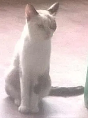 Gato raça Indefinido idade Abaixo de 2 meses nome Sem nome 